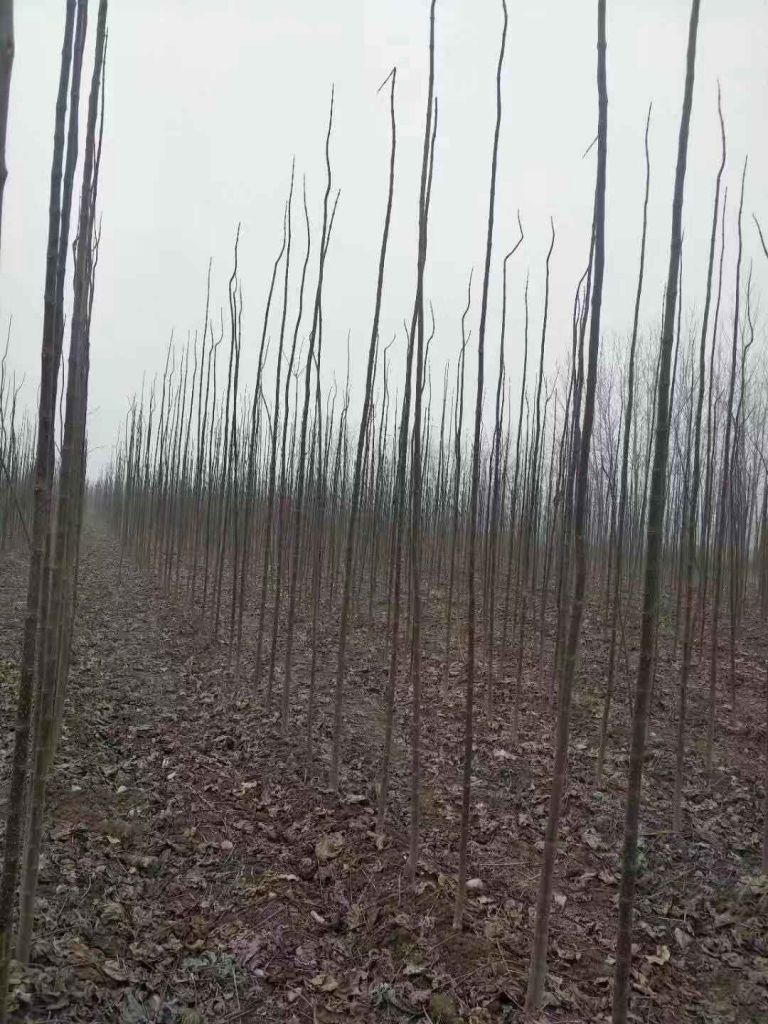 楸树