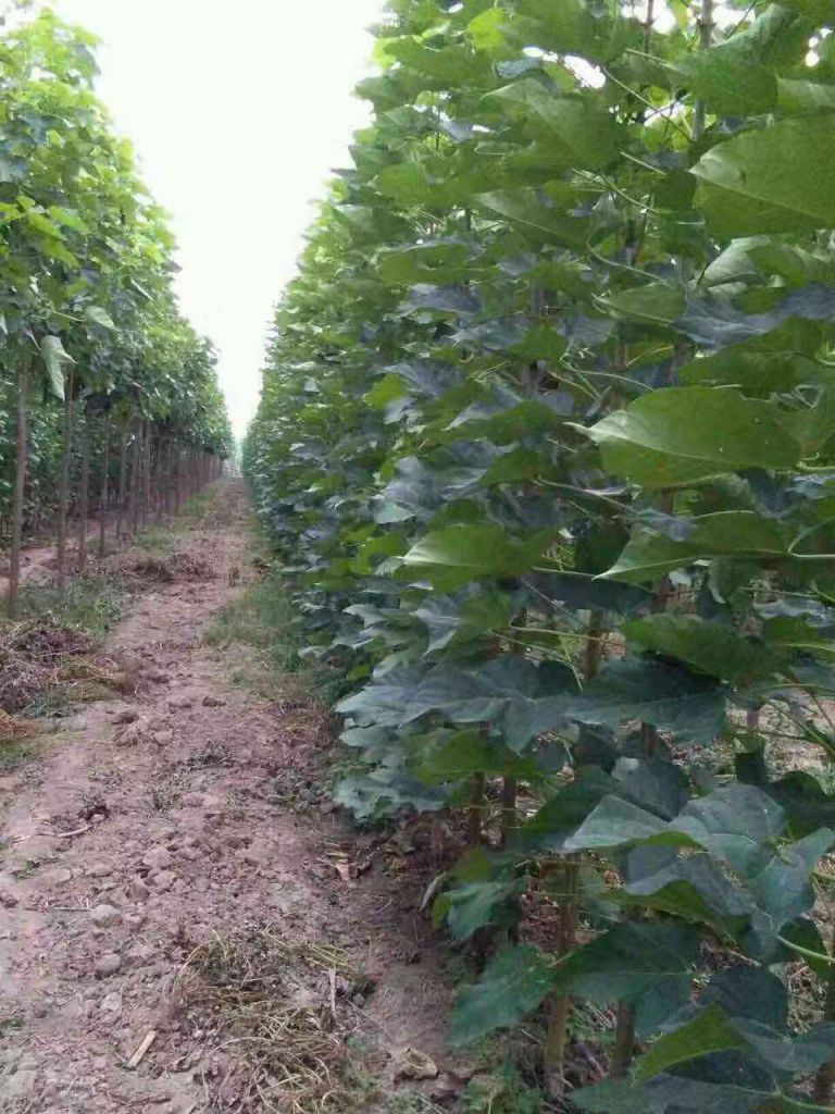 楸树