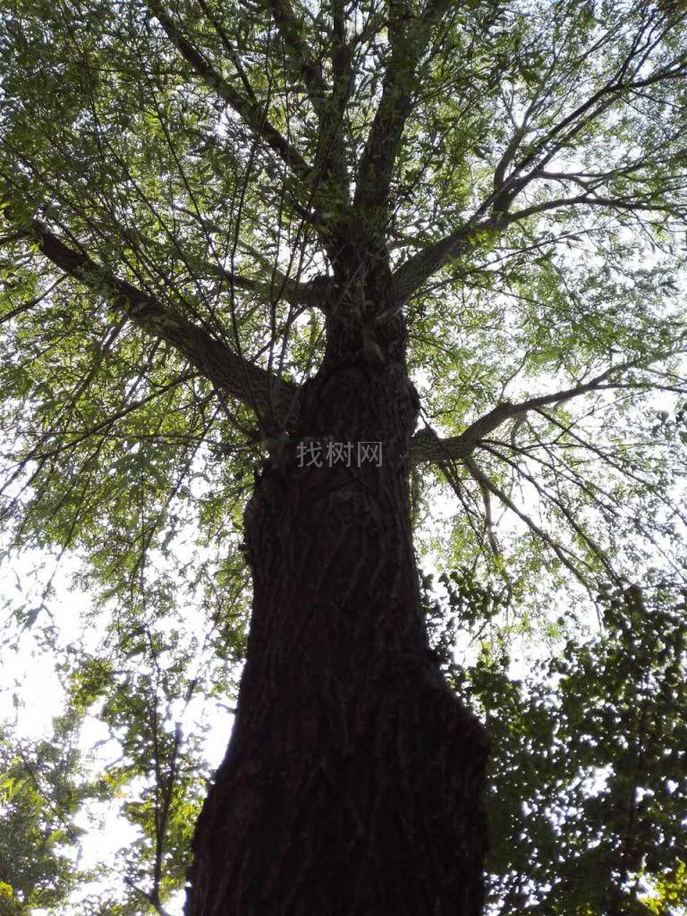 柳树