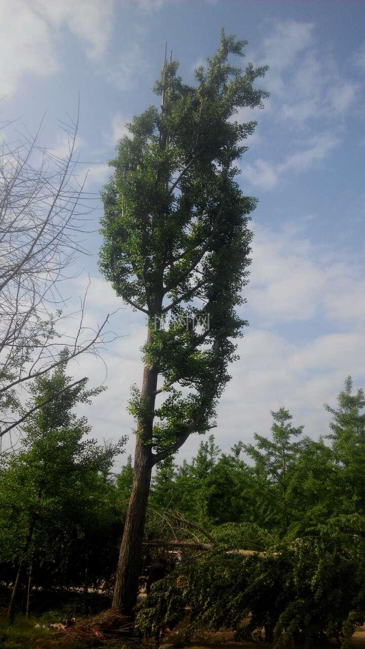 银杏