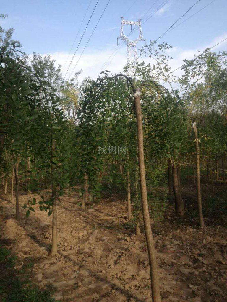 6公分龙爪槐