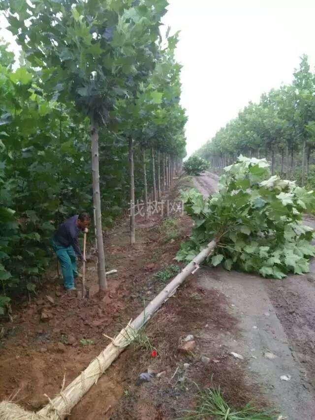 法桐，造型法桐