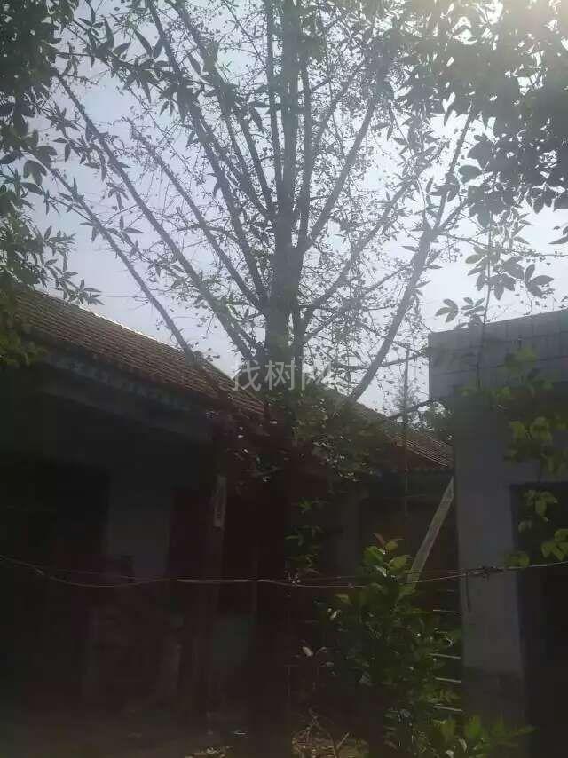 银杏树