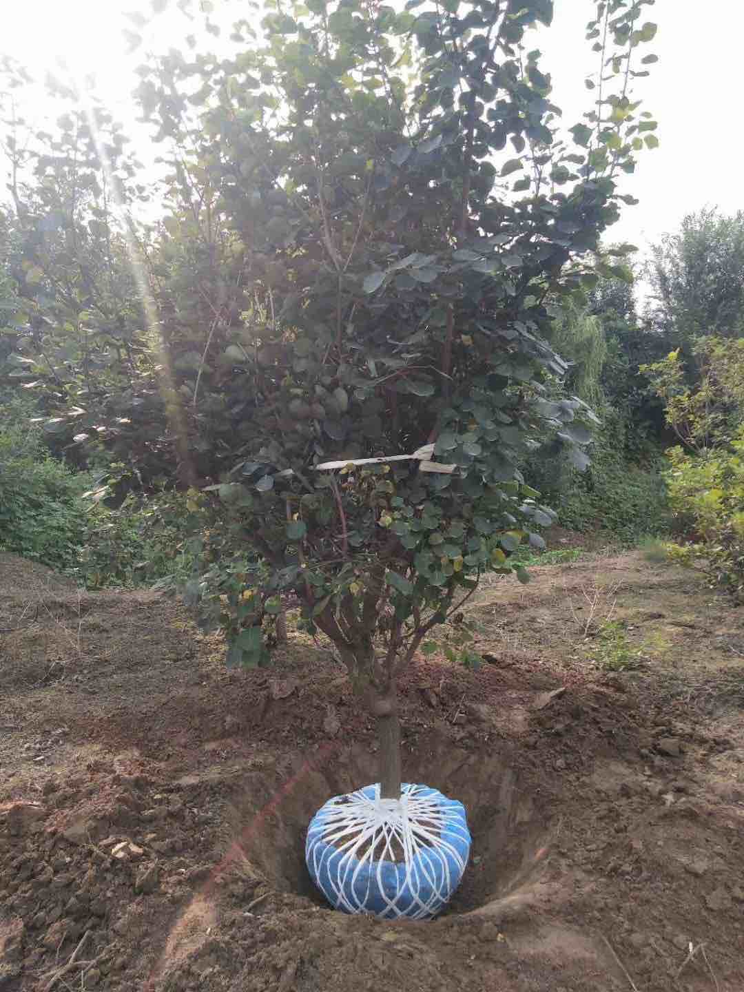 黄栌