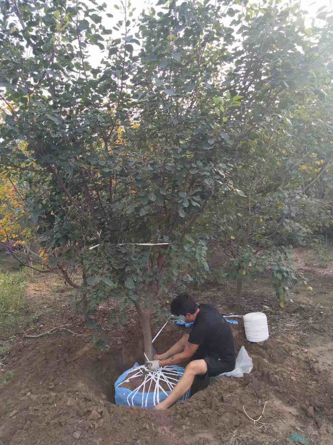 黄栌