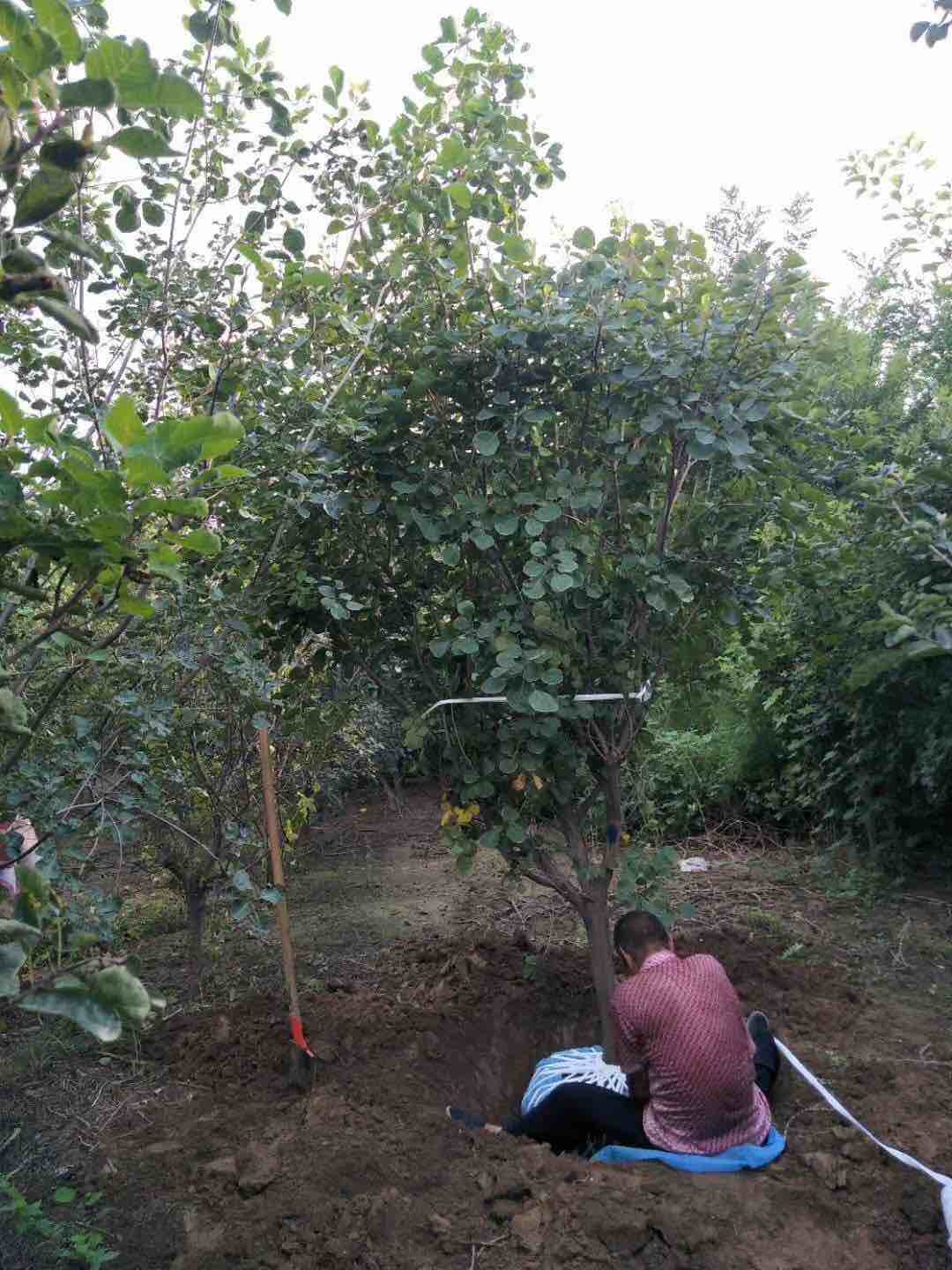 黄栌