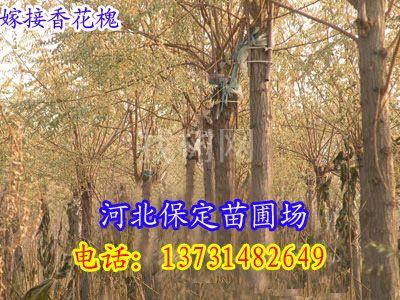 嫁接香花槐