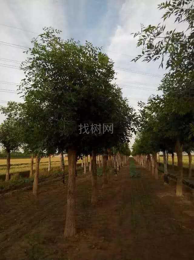 白蜡