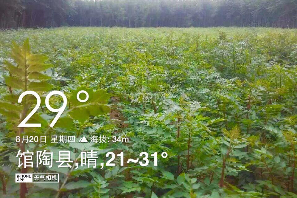 花椒苗