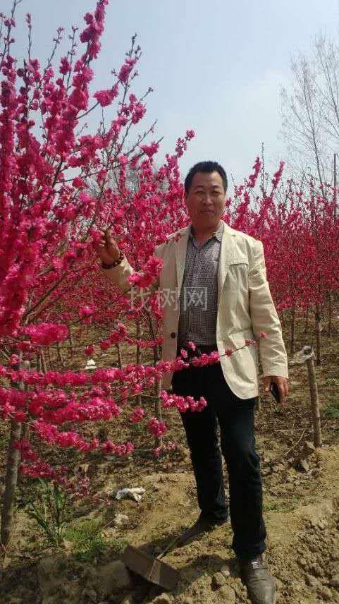 精品桃花，满天红