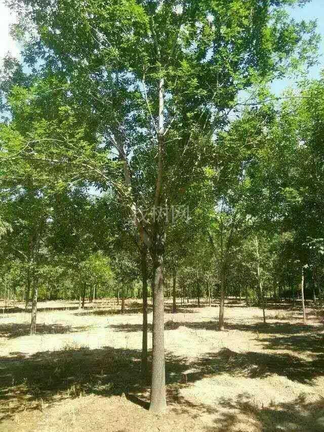 白蜡