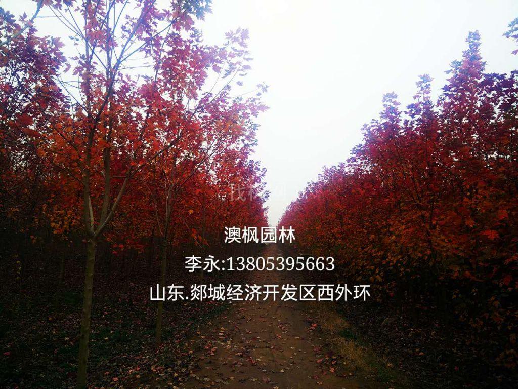 美国红枫