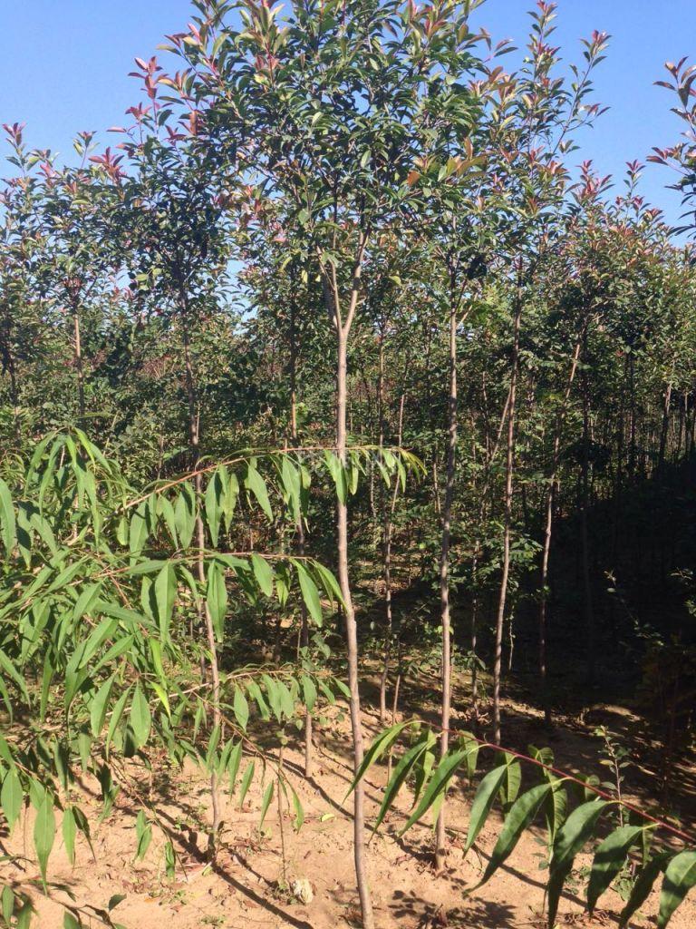 高干红叶石楠