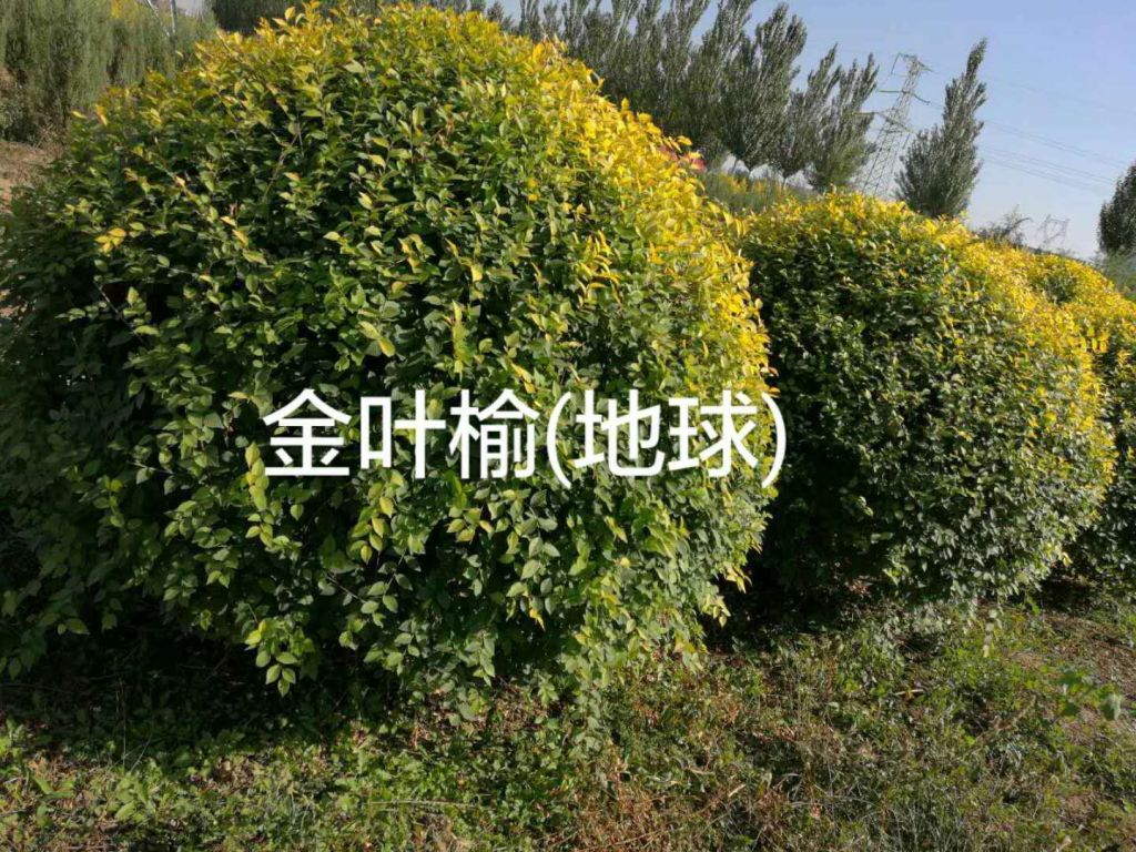 桧柏球