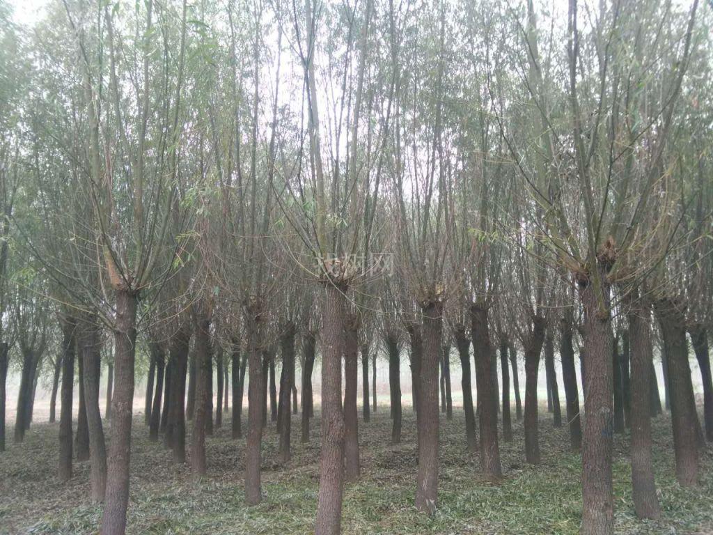 旱柳