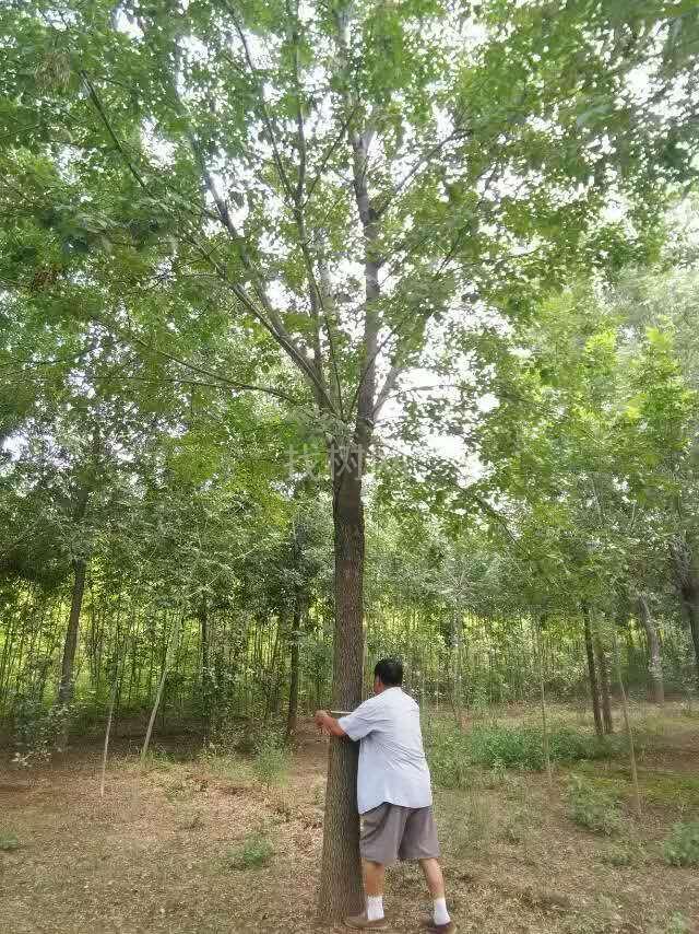 白蜡20公分