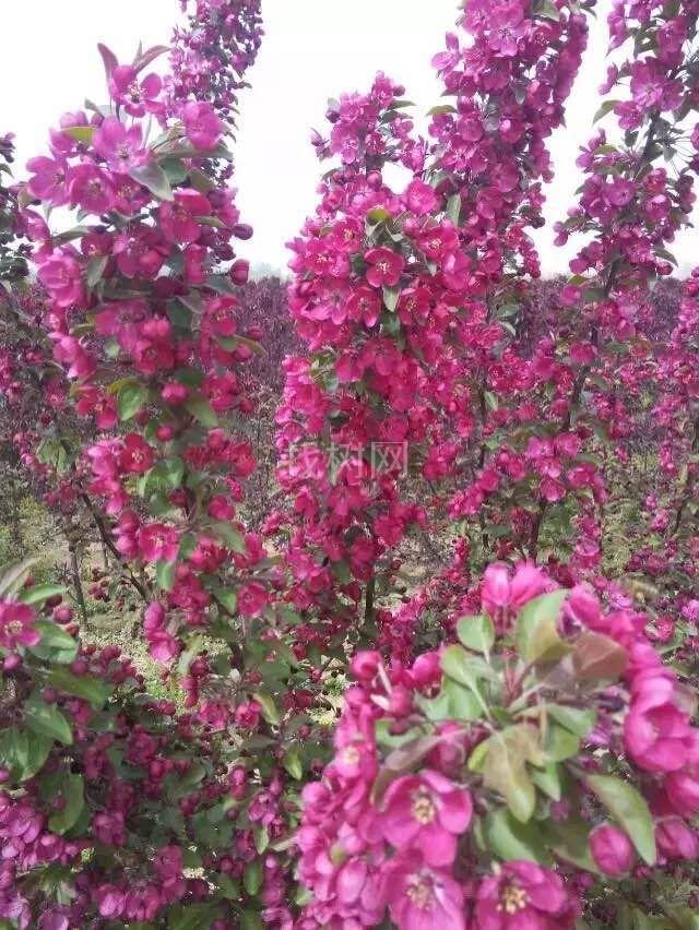 绚丽海棠