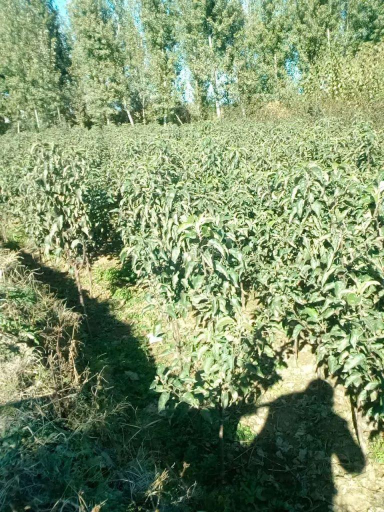 寒富苹果树