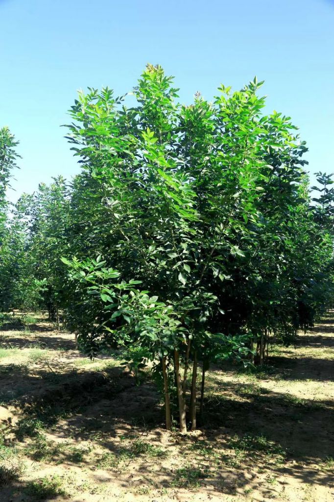 丛生白蜡-5～8分枝