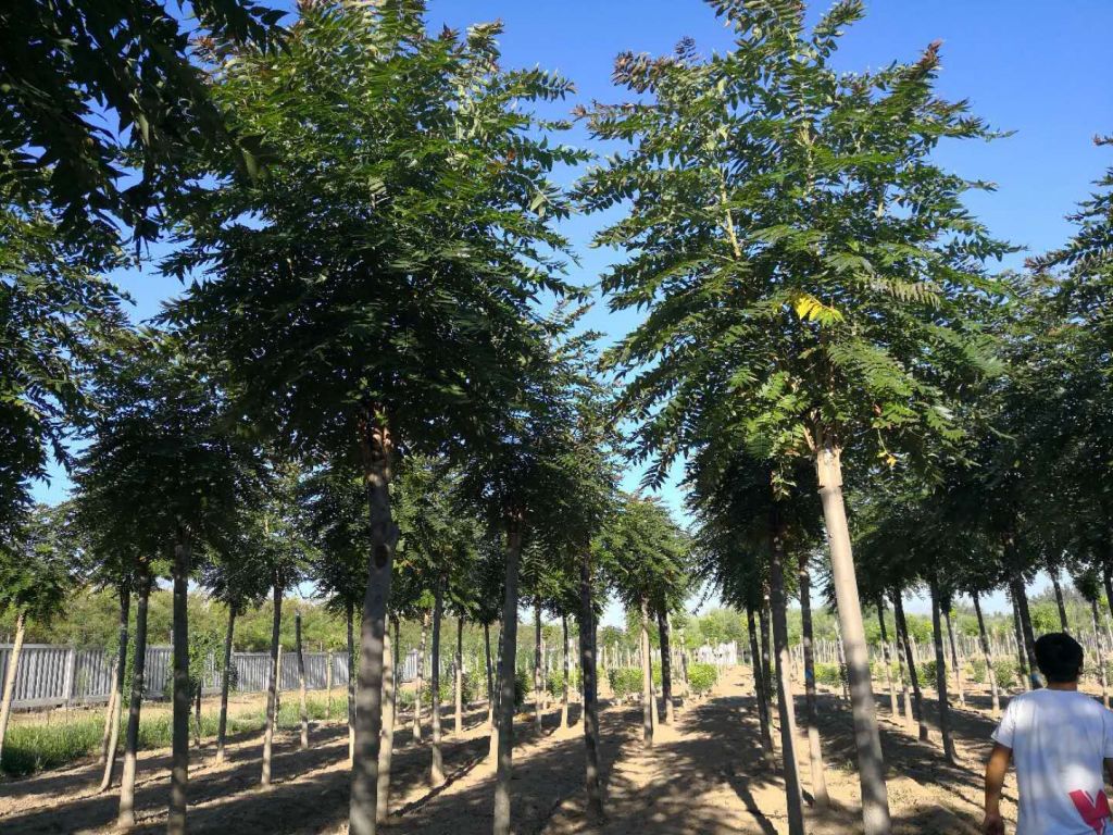 丛生白蜡-5～8分枝
