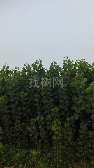 杨树苗