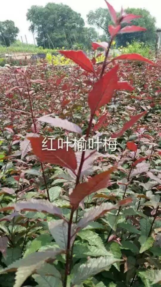 红叶榆叶梅