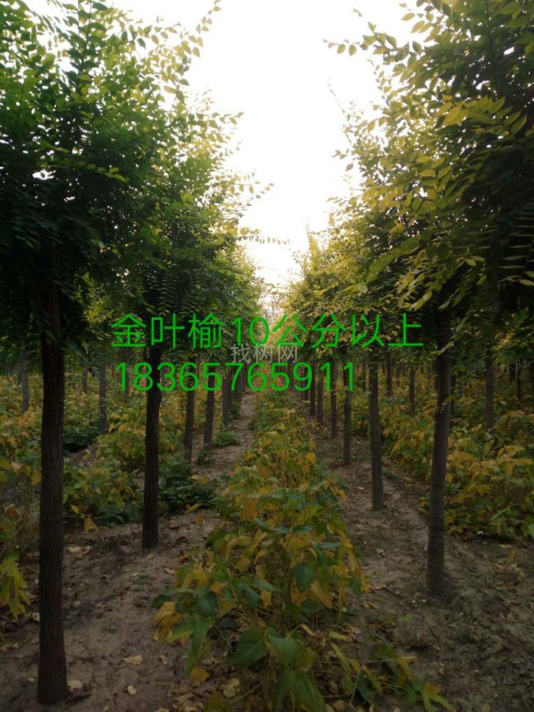 金叶榆