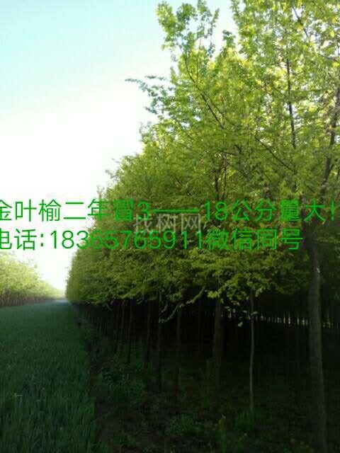 金叶榆