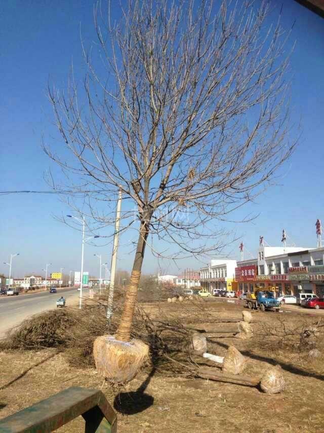 白蜡