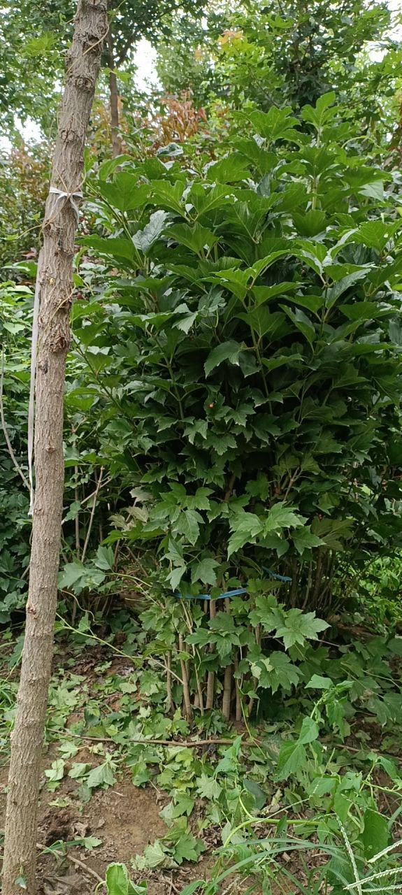 天目琼花