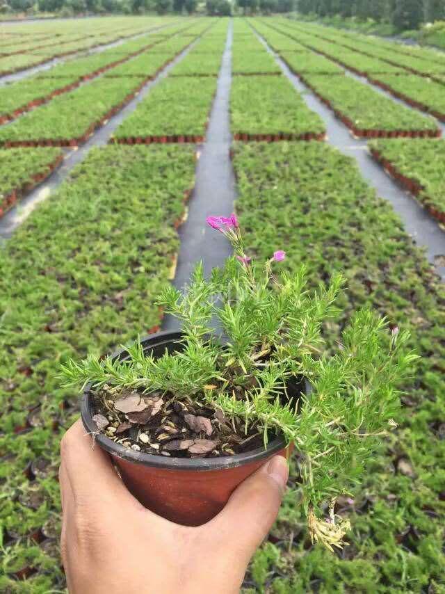 福禄考杯苗