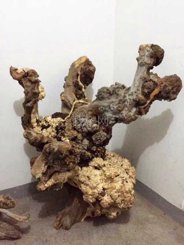 极品崖柏