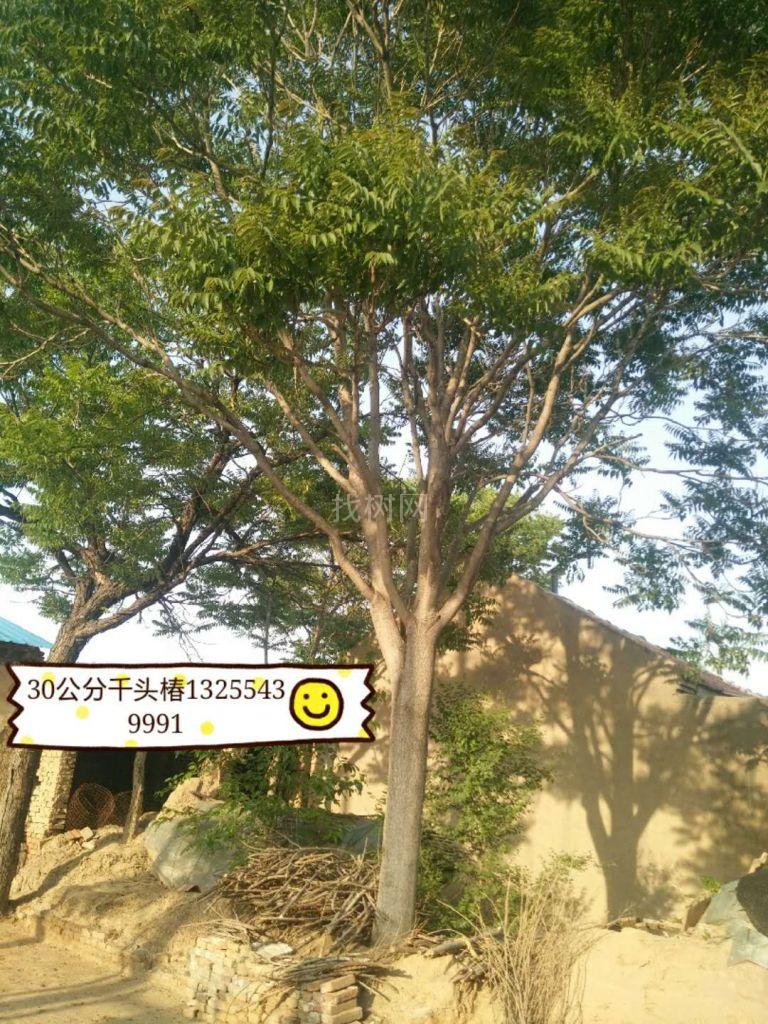 千头椿
