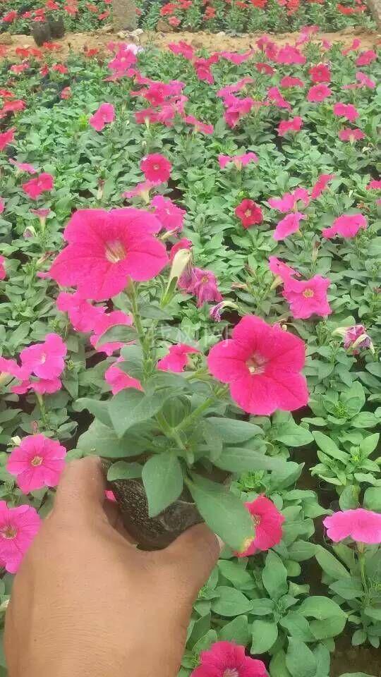 矮牵牛