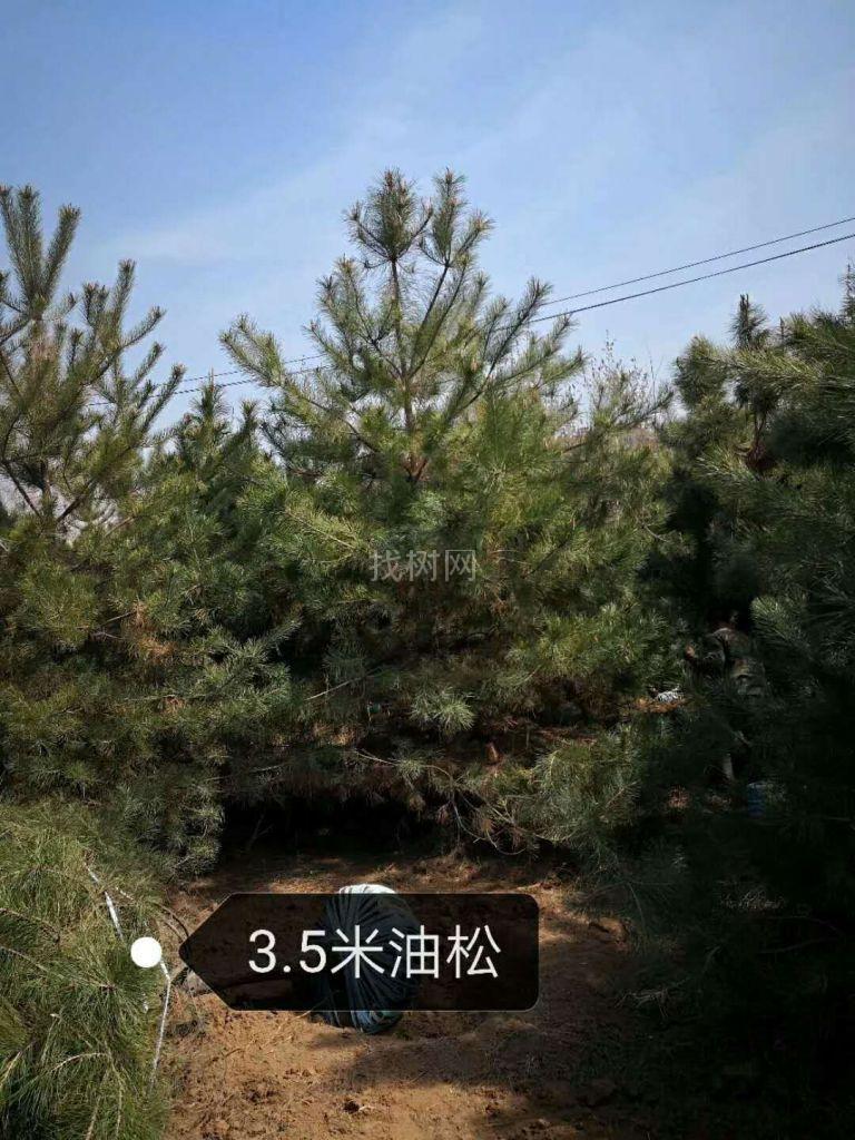 油松