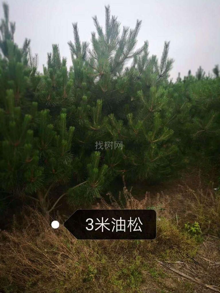 油松