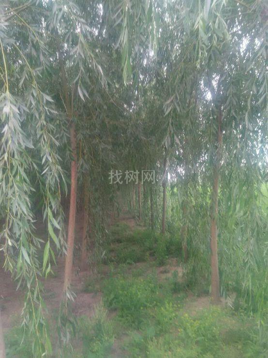 雄性垂柳