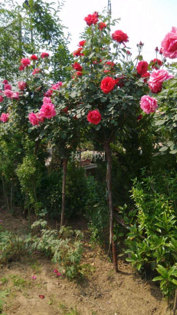 独干月季
