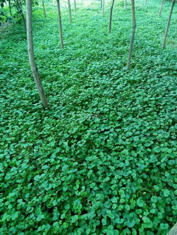 连钱草