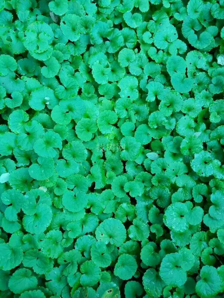 连钱草