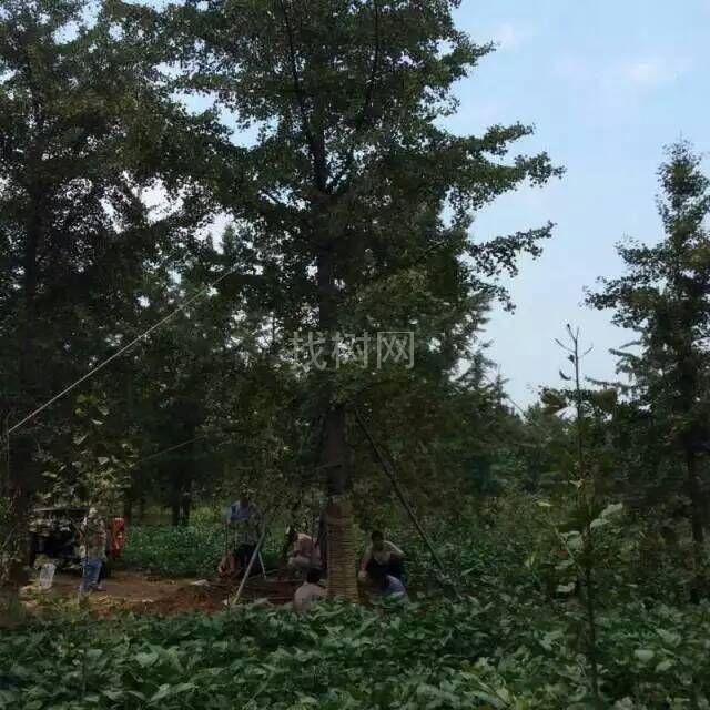 银杏