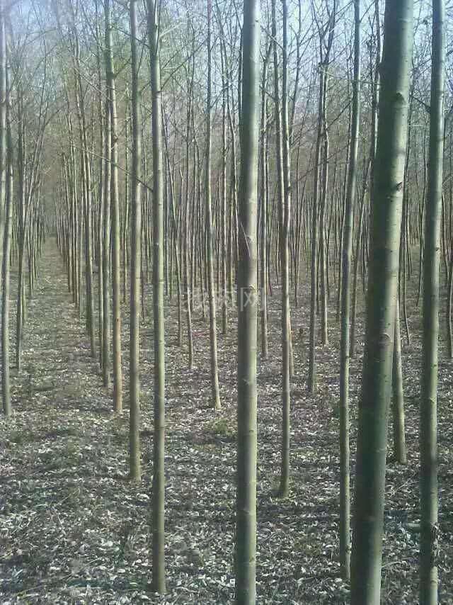 速生柳