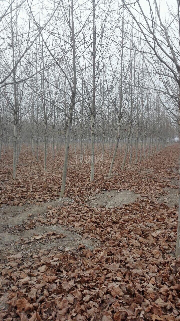 法桐