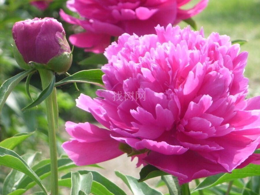 芍药