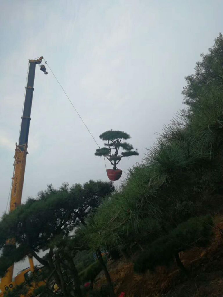 造型松