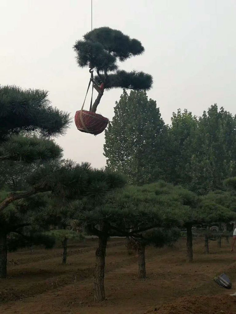 造型松