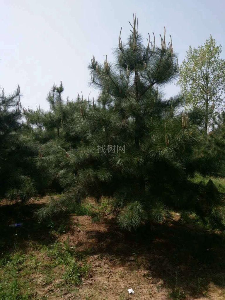 '找树网苗木-'油松