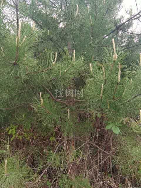 '找树网苗木-'油松
