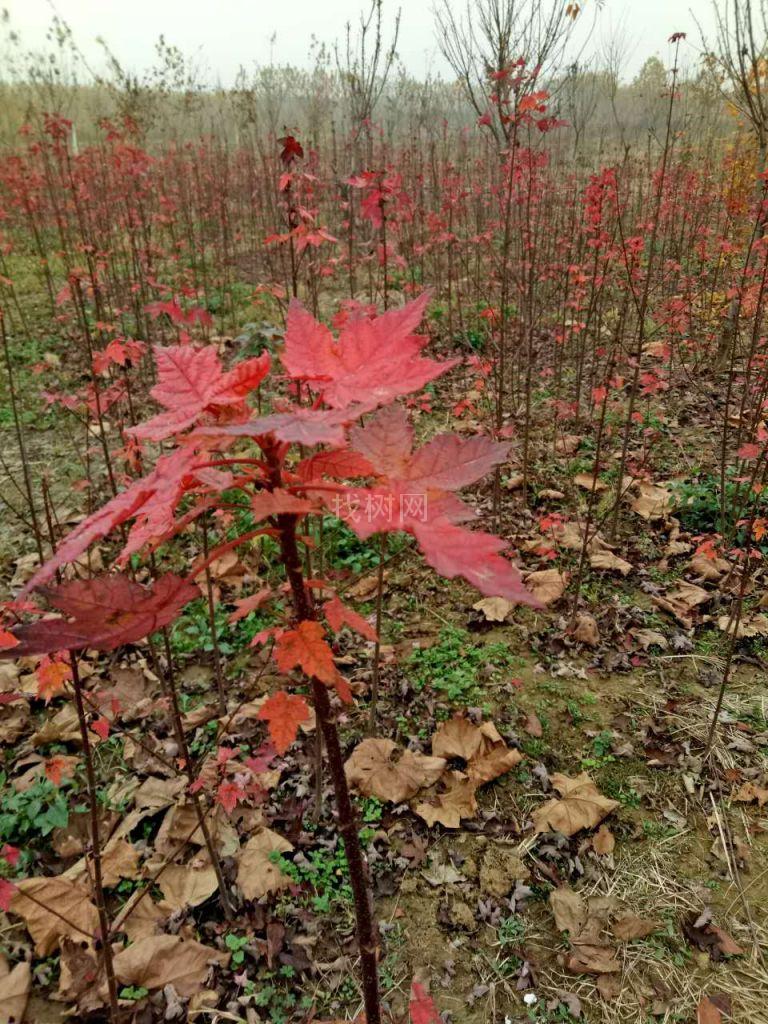美枫红点