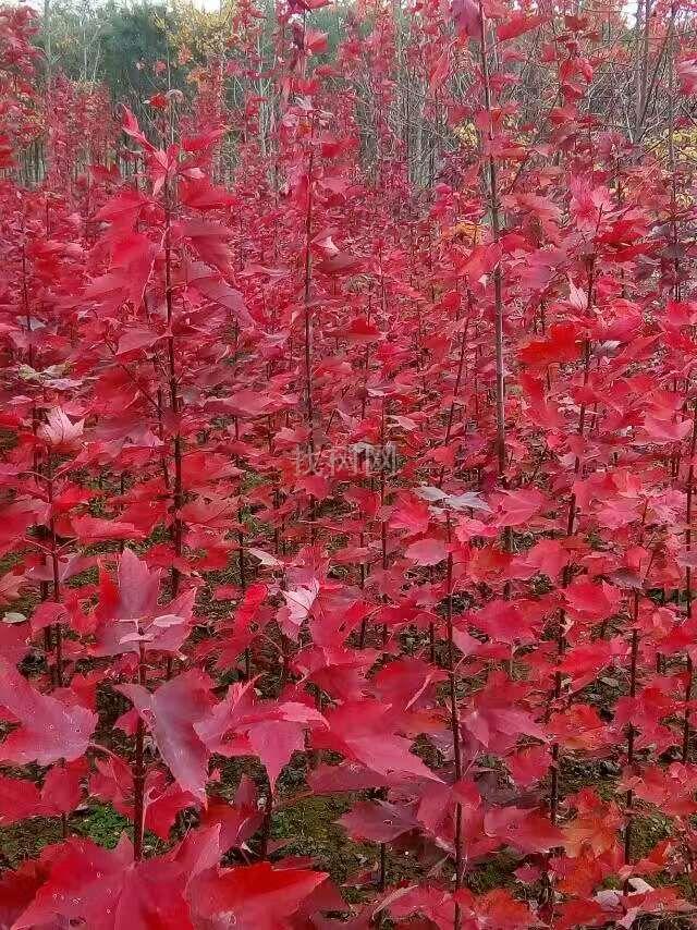 美枫红点